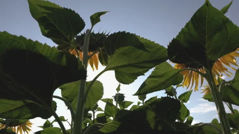 Immersive camera movement through tall sunflowers illuminated by bright... Stock Footage 344743222