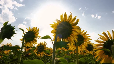 Immersive camera movement through a thriving sunflower crop under bright... Stock Footage 344744306
