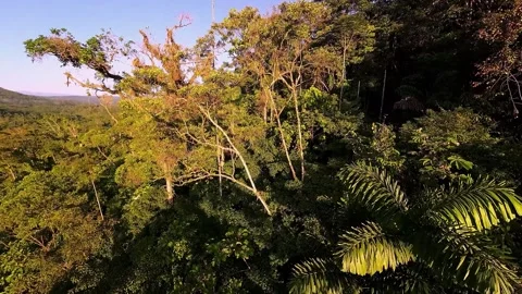 IMMERSIVE fast aerial drone JUNGLE fly over/thru the RAINFOREST CANOPY Vídeo Stock 250354850