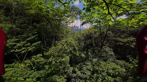 IMMERSIVE fast aerial drone JUNGLE fly over / thru the RAINFOREST CANOPY Stock Footage 250355068