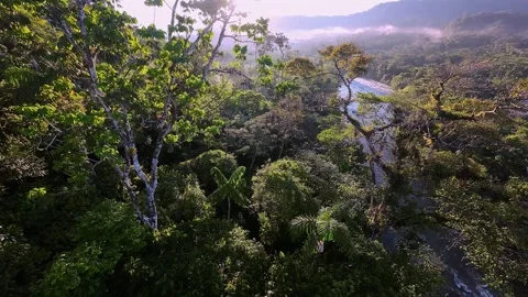 IMMERSIVE fast aerial drone over/thru AMAZON JUNGLE CANOPY into the RISING SUN Vídeo Stock 250355066