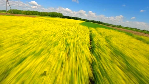 Immersive fast FPV drone flight over blooming yellow rapeseed fields in summer Stock-Footage 309662308
