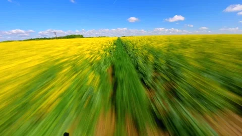Immersive fast FPV drone flight over blooming yellow rapeseed fields in summer Stock Footage 336562186