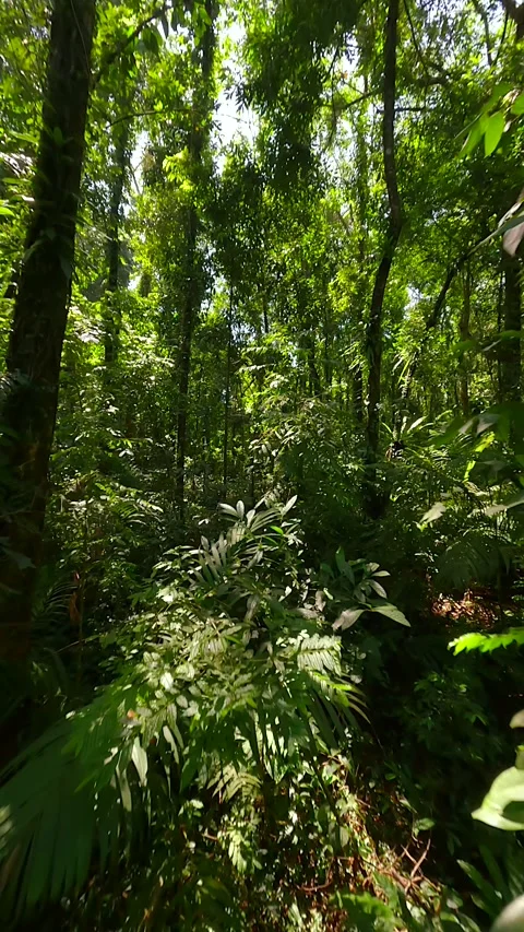 Immersive FPV drone flight through dense tropical jungle in Thailand Stock Footage 306957788