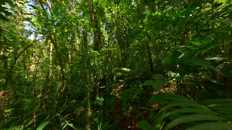 Immersive FPV drone flight through dense tropical jungle in Thailand Video stock 306957806