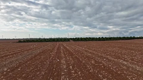 Immersive FPV drone footage capturing a flock of birds flying Stock Footage 293956949