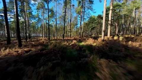 Immersive FPV Drone View of Spring Woodland Woburn Forest Stock Footage 337546983