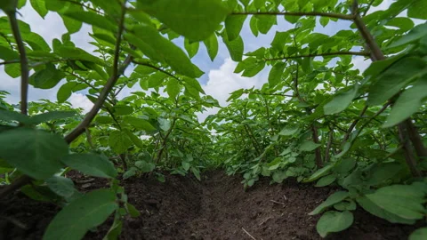 Immersive ground level hyperlapse traveling through dense green potato plants Stock Footage 335308236