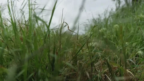 Immersive Low Angle Shot Through Green Grass Stock-Footage 334923534
