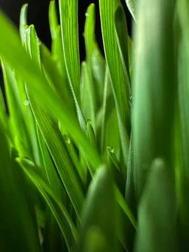 Immersive macro view between wheatgrass blades with tiny droplets and soft bo Stock Photos