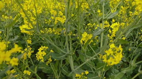 Immersive slow-motion camera shot weaving through a dense field of yellow r.. Stock Footage 275040828