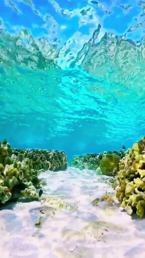 Immersive Snorkel View looking from Underwater to the Tropical Shoreline 库存影片 336903747