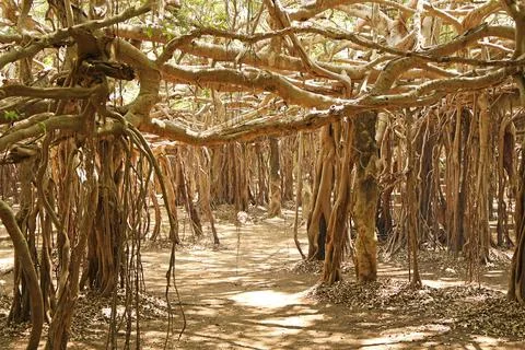 Immersive view walking through a mysterious maze of complex  banyan tree roots Stock Photos