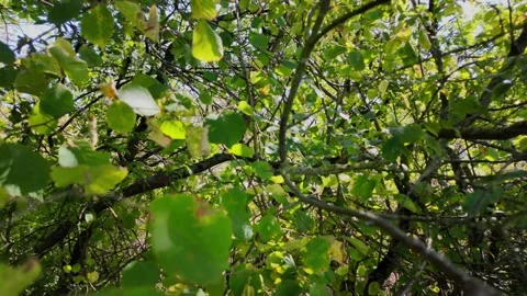 Immersive walk through countryside grass flowers and trees Видео 345002653