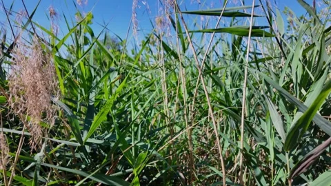 Immersive walk through countryside grass flowers and trees Stock-Footage 345002732