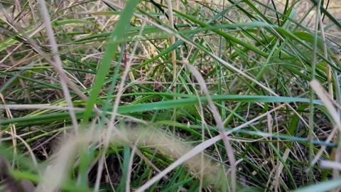 Immersive walk through countryside grass flowers and trees Видео 345002753