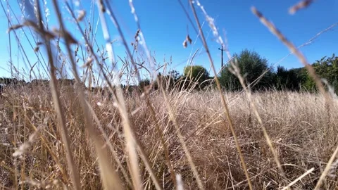 Immersive walk through countryside grass flowers and trees Stock Footage 345002928
