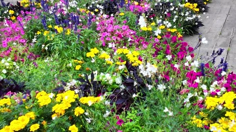 Immersive walk through countryside grass flowers and trees 库存影片 345003141