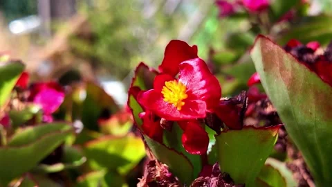 Immersive walk through countryside grass flowers and trees Stock-Footage 345003373
