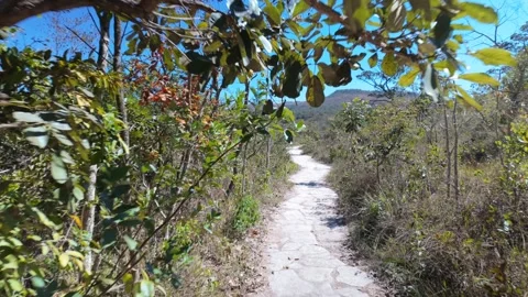 Immersive walking POV through green foliage in tropical savanna Stock Footage 340276567