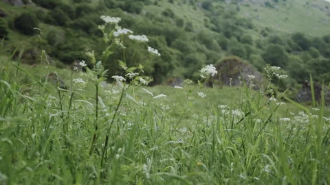 Immersive Wild Nature Probe Camera Rapidly Flying Through Mountain Meadow Grass Vídeos de archivo 346457241