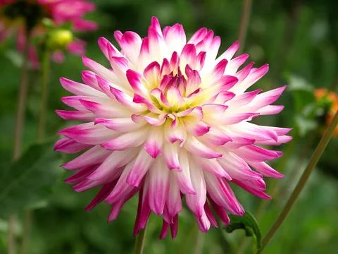 Immortelle close-up  Stock Photos