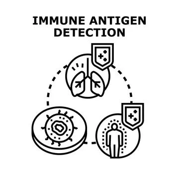 Immune antigen detection process in human body concept Stock Illustration