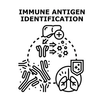 Immune antigen identification science concept illustration Stock Illustration