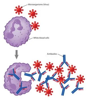 Immune reaction Stock Illustration