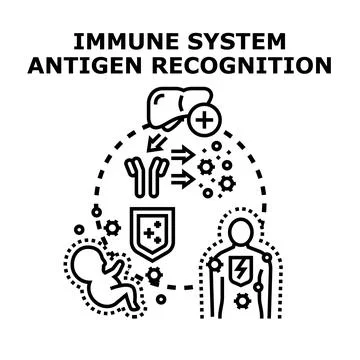 Immune system antigen recognition disease protection Stock Illustration