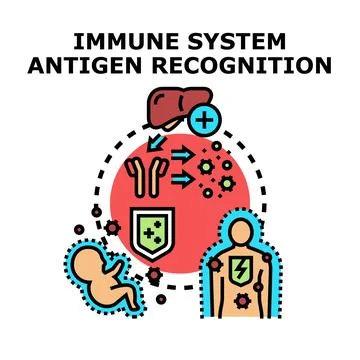 Immune system antigen recognition disease protection Stock Illustration