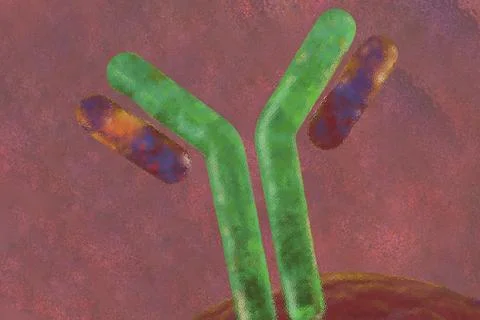 The immune system is the body's defence system and fends off pathogens Stock Illustration