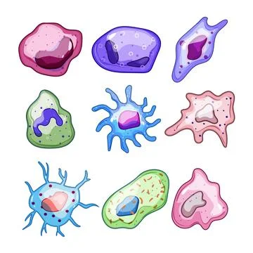 Immune system cells defending human body from pathogens Stock Illustration