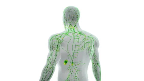 Immune System Pathways of Lymphatic Flow Stock Footage 301273844
