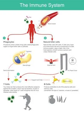 The Immune System. Process by which certain living cells called phagocytes in Stock Illustration