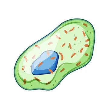Immune system white blood cell defending body Stock Illustration
