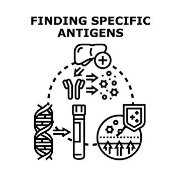 Immunity system finding specific antigens in body for protection Stock Illustration