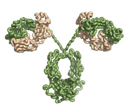 Immunoglobulin a (dimeric iga). iga are the main antibodies found in mucous e Stock Illustration