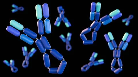 Immunoglobulin E or IgE exists as a single Y-shaped molecule. Stock Illustration