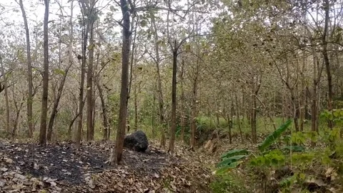 The Impact of Forest Fire in Vegetated Area Stock-Footage 338373759