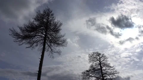 IMPACT OF GLOBAL WARMING: Dead trees set against a dramatic sky Stock Footage 142880616