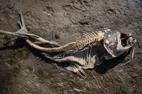 Impact of pollution. The backbone of fish Stock-Fotos