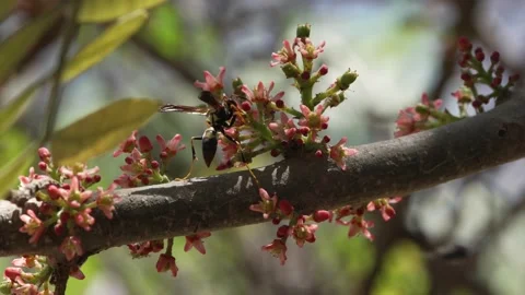 Impactful 4K slow motion macro of a potter wasp pollinating a plum flower in Ica 스톡 동영상 348150424