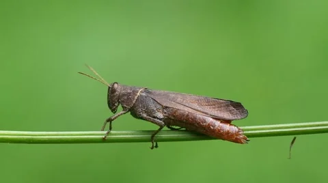 Impaired grasshopper standing on the grass stem Stock Footage 53337940