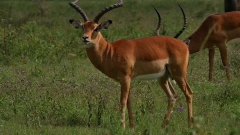 Impala 1 Stock Footage 145942599