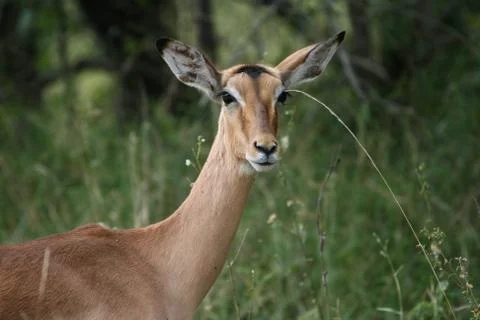 Impala 5823 Stock Photos