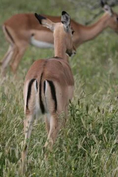 Impala 5831 Stock Photos
