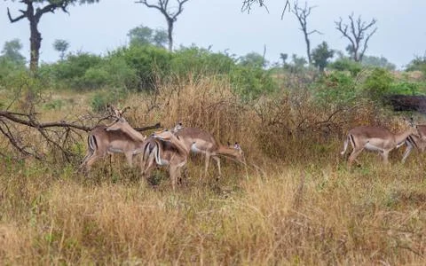 Impala 7352 Stock Photos