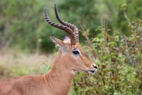 Impala 7382 Stock Photos