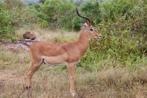 Impala 7383 Stock Photos